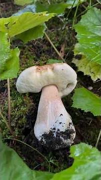 🍄 Not enough Porcini Mushrooms? Look at these Edulis! 😱