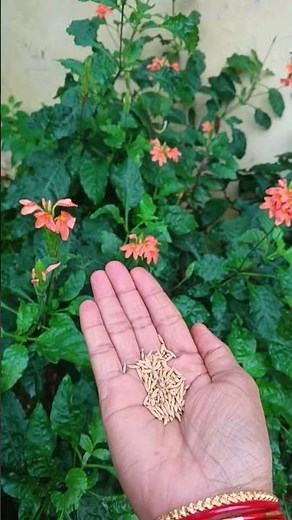 వడ్ల గింజలు గాని బియ్యం గింజలను ఇలా చేయండి 👌