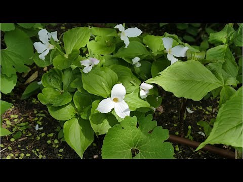 Woodland Wildflower Ideas for Shady Gardens