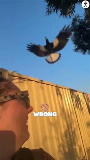Why magpies attack people?