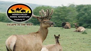 1K views · 29 reactions | Just two weeks left to make your plans to visit Hidden Valley Animal Adventure before summer is over? Located in Varysburg, New York, this safari adventure is close to Buffalo and Rochester, New York just off scenic Route 20A. Learn more at HiddenValleyAdventure.com and book your tickets online today. The adventure is closer than you think. | Hidden Valley Animal Adventure | Facebook