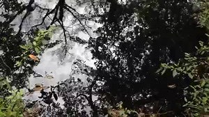 Reflections on the Steinhatchee River | Florida Hikes!