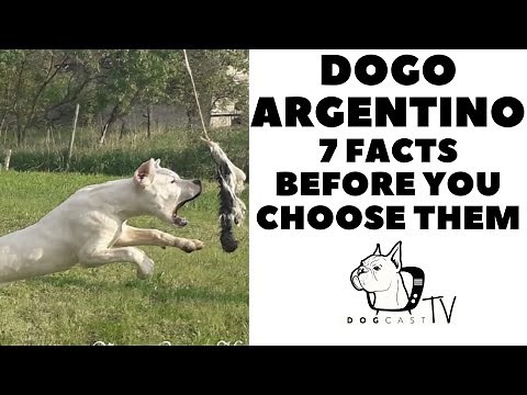 Before you buy a dog - DOGO ARGENTINO - 7 facts to consider! DogCastTV!