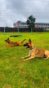 1.7M views · 7.5K reactions | #dogs #basicobedience #positivereinforcement | Baxton DOG Training Academy | Facebook