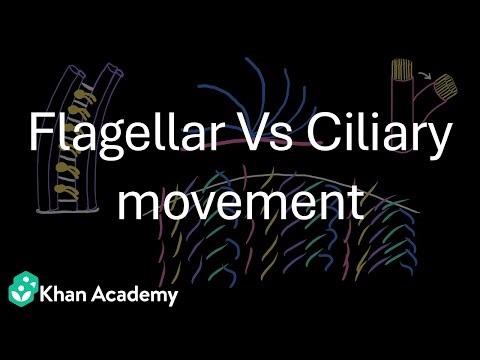 Flagellar versus Ciliary Movement | Locomotion in Protozoa | Grade 11 | Zoology | Khan Academy