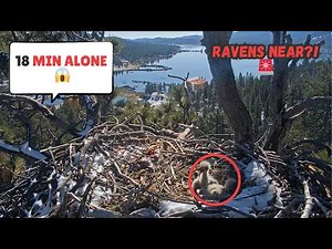 18 Minutes of Silence… What Happened While They Were Alone? 👀🦅