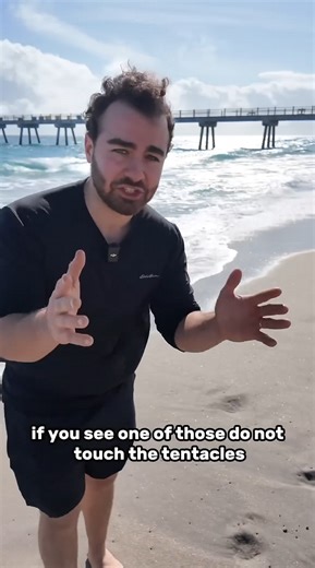 How to catch a man o’ war jellyfish