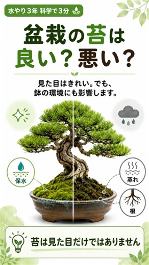 盆栽の苔は良い？悪い？見るべきは苔の下です #盆栽 #苔