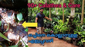 90 Calathea Care & Tips / ഒച്ചുകളെ ഓടിക്കാനുള്ള എളുപ്പവഴി / #crazyvolpe whatsapp. 8089710500 calathea care calathea medicine snail snail killer | CRAZY VOLPE