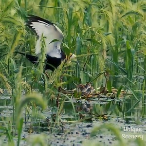 184K views · 4.4K reactions | Really Wonderful Forest!!! | Unique Scenery | Facebook