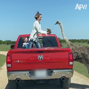 1.6M views · 2.5K shares | Funny animals, but make it EXOTIC  | America's Funniest Home Videos | Facebook