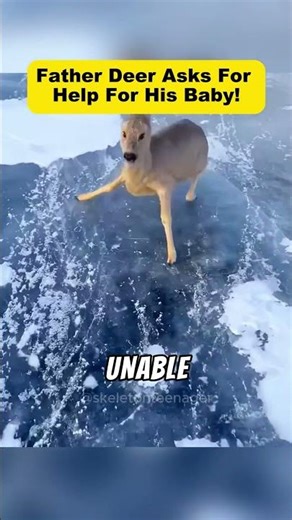 Angry Deer Attacks People… But The Truth Will Shock You! #shorts #viral