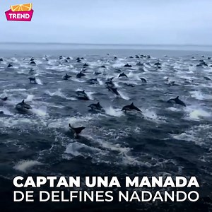 #LaNaranja | Taylor Parent, un fotógrafo especializado en vida marina, sorprendió a todos con su último video en el que captura una impresionante escena de decenas de delfines nadando junto a un barco. El clip se viralizó en redes sociales, ofreciendo un espectáculo único y fascinante. Nota gracias a @dr.alexteran Video: @taylor.parent #Delfines #animals #commondolphins #dolphins #ocean #whalesnation #sandiego #marinelife #cetacean #marinemammals #california #oceansnation #Delfin #trend #videosv