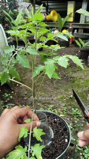 Grow More Roots on Tomato Stems 🍅🌱 Easy Hack Using Recycled Plastic Cups