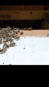 Giant Hornet Overwhelmed by Perfectly Coordinated Honeybee Defense | tWalter M Lawson