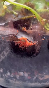 Orange Springtail Population Boom! #fyp #terrarium #pet #exoticpet #terrarium #fypreel #fbreel #facebookreel #vivarium #bioactive #poisondartfrog #poisonarrowfrog #frog #frogs #vivarium #terrariums #indoorecosystem #poisondartfrogs #exoticpet #pet #pets #animal #animals #livingart #natureindoors #indoorjungle | Alternateaquatics