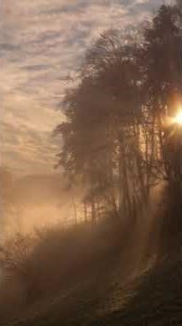 🐝 How Bees Navigate Without Maps or GPS