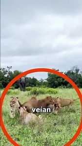 Esta elefanta hizo que los leones huyeran de su territorio... #shorts