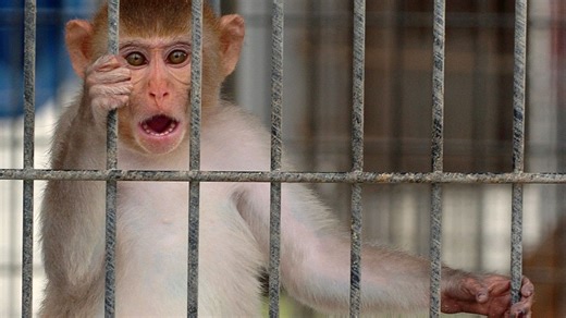 What we know about Tulane monkeys that escaped from overturned truck Tuesday in Mississippi