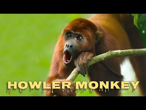 Howler monkey sound