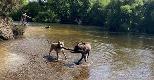 Pooch playgrounds of Launceston