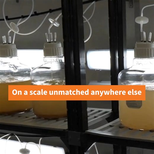 The young corals from our symbiont research have now “returned” to their parents’ home reef 🪸🎉 We say “returned” because these coral offspring were spawned and reared as part of our coral conservation aquaculture efforts at the National Sea Simulator (SeaSim). They have also been inoculated with microalgal symbionts cultured in AIMS facilities. This new generation is part of over two decades of research at AIMS into the relationship between corals, their symbionts, and the threats they face. T
