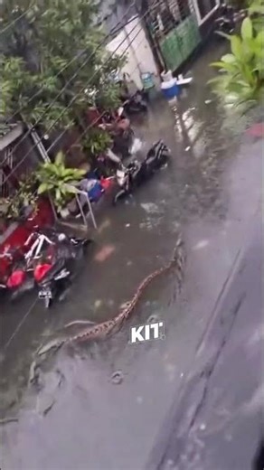 Giant Python Swims Through Flooded BaliStreets
