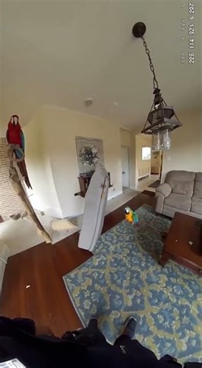 Cop Finds Parrots Arguing at Noise Complaint