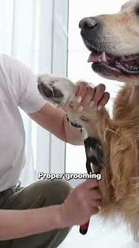 Understanding Dog Hair Loss: From Causes to Care | PetMade