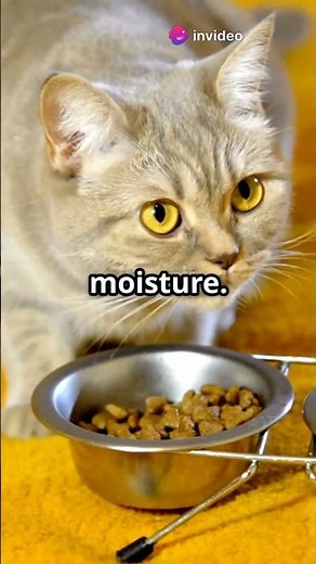 Top Vet-Recommended Cat Foods! 🐾 (Fast & Trusted Guide)