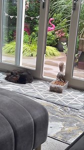 Why’s the big black floof not moving 🤭🐿️🐾🐾❤️ | Mr Lumpy & Friends.