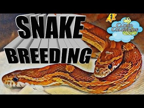 Snake Breeding for Beginners: Its easy