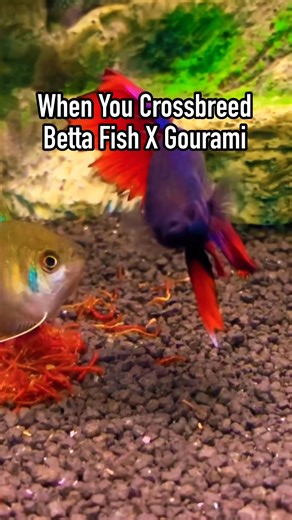 1M views · 9.9K reactions | just kidding! this is not a hybrid! meet the paradise fish- although it does look like a crossbreed of betta fish and gourami but its actually a different type of fish . and these fish are closely related to gouramis | Albert's Guppy Adventure | Facebook