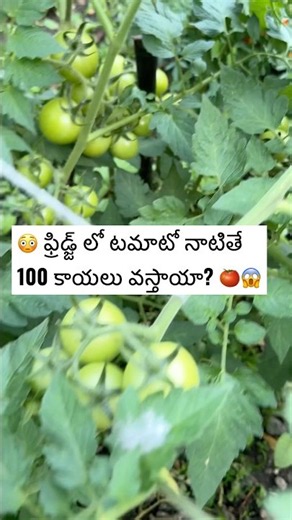 Fridge Tomato To 100 Tomatoes! 😱 నిజంగా సాధ్యమేనా?! 🍅🌱#gardening#gardeningtips#youtubeshorts