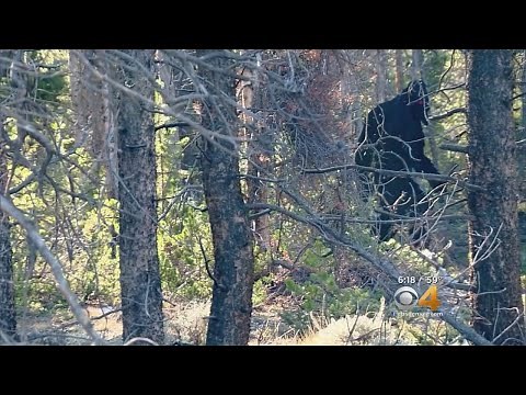 Bigfoot Spotted Near Leadville