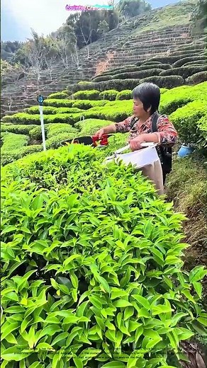 Plucking Perfection: How Skilled Hands Harvest the Finest Tea Leaves