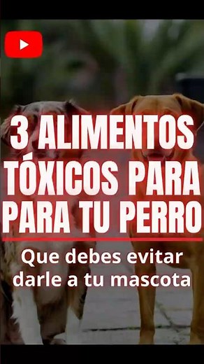 ¿Sabías que estos alimentos son mortales para perros?