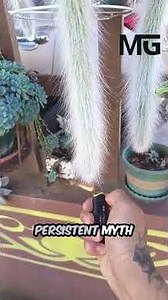 Why Growers Set This Cactus on Fire