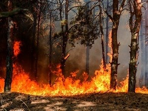 NJ Fire Updates: Significant Progress Made, 407 Acres Burned