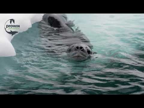 Antarctica - Close encounter with Southern Ocean’s most enigmatic predators—the leopard seal.