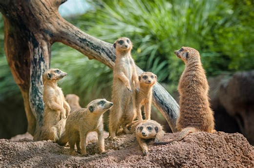 Dallas Zoo offers $1 tickets for all ages on Dollar Days