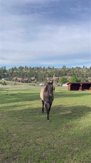 main character always 👑 #pasturelife #horse
