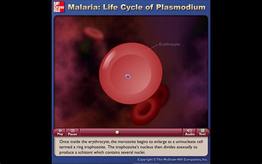 疟疾（疟原虫的生活史）-Malaria - Life Cycle of Plasmodium-动画