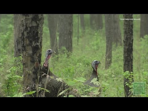 Texas 2025-26 hunting and fishing licenses on sale now