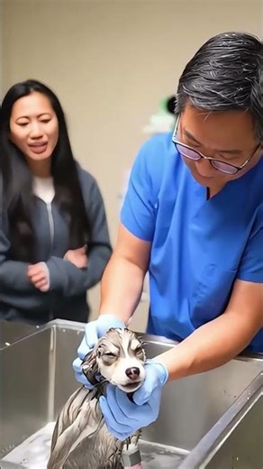 Rescue Alaskan Klee Kai