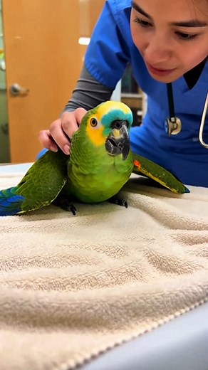Peppy the Parrot Says His Soul Is Leaving His Body 😂🦜💉 Parrot fun part~ 57😂 The parrot cries that his soul is leaving his body. The nurse tells him he is fine and tries not to laugh. She pats his head to calm him. The camera catches his shaking feathers, fast blinking, and her steady voice in the quiet clinic. . . . #talkingparrot #washingtondc #parrotlover #TrendingNewYork #petlovers #courtroom #funnyvideo #lawyer #reaction #trending | Talk With Pets