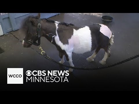 Checking in with Richard, the dwarf miniature horse