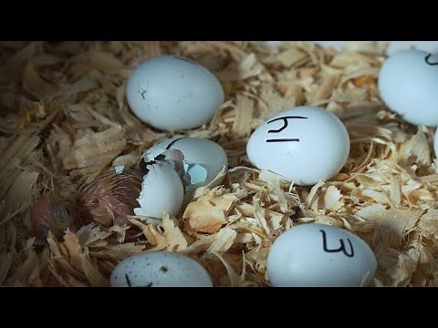 Celadon Blue Coturnix Quail Eggs Project Update - Hatching day!