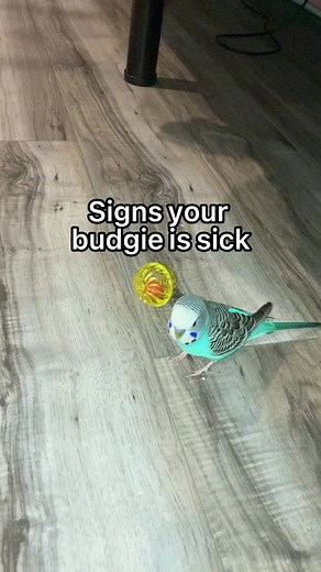 Signs Your Budgie is Sick: Tail Bobbing, Sitting, Swollen Vent & More