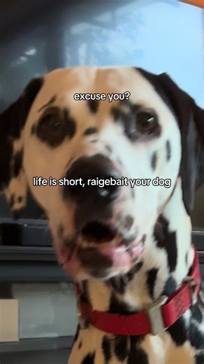 Understanding Dalmatian Behavior: Humor and Rage